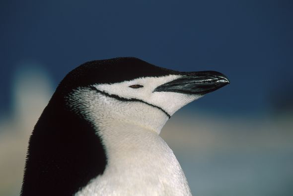 Chinstrap penguin in Antarctica