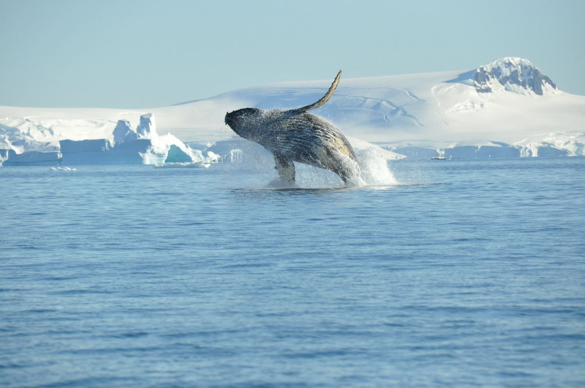 Whale breaching in Antarctica