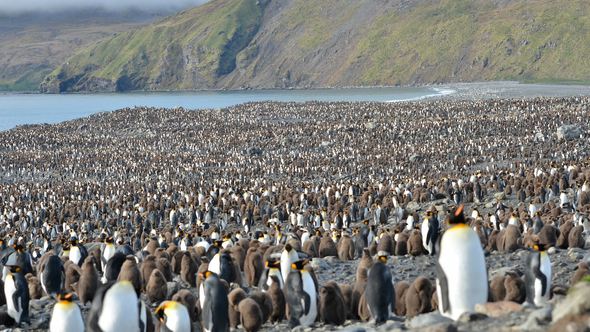 Penguin Colony