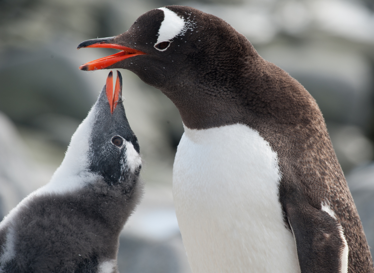 two penguins in Antarctica