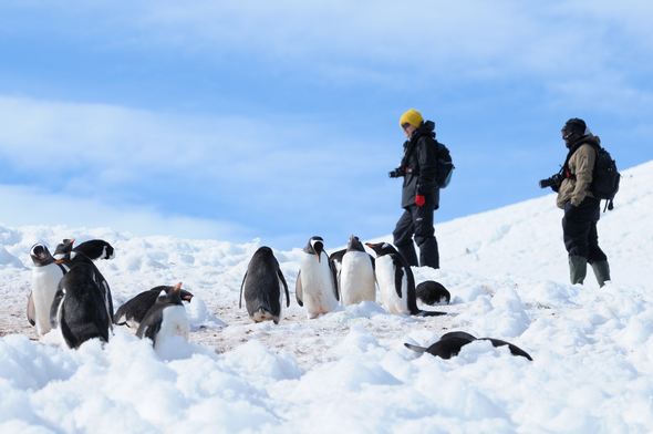 Gentoo Penguins in Antarctica