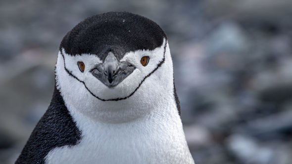 Chinstrap penguin in Antarctica