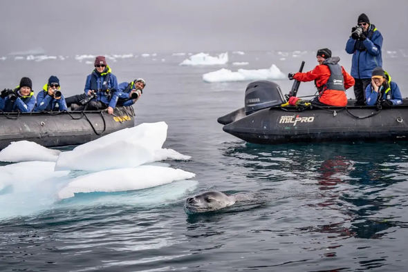 A seal approaching Antarctica explorers during a Zodiac ride