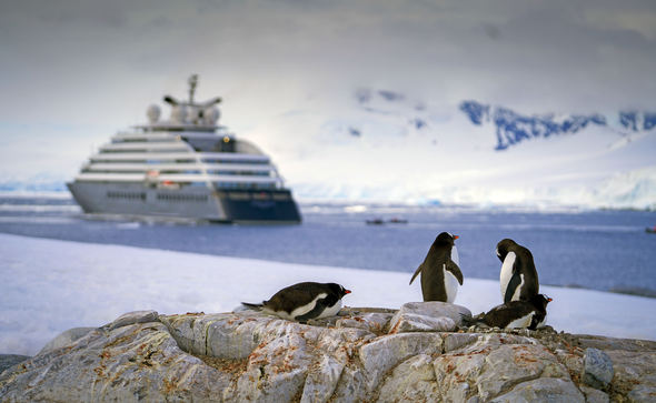 Penguins in Antarctica