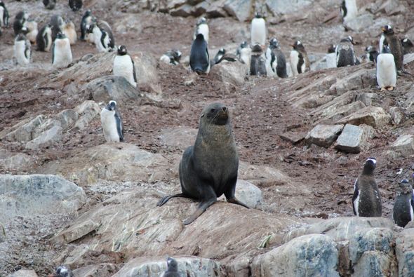 A fur seal surrounded by Penguins in Antarctica